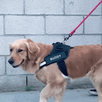 PawPrint Guardian Personalized Dog Harness